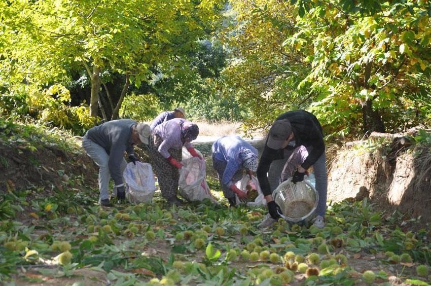Ödemiş'te 150 yıllık geleneklerle üretiliyor! Başta İtalya ve Almanya olmak üzere Orta Doğu ülkelerine gönderiliyor