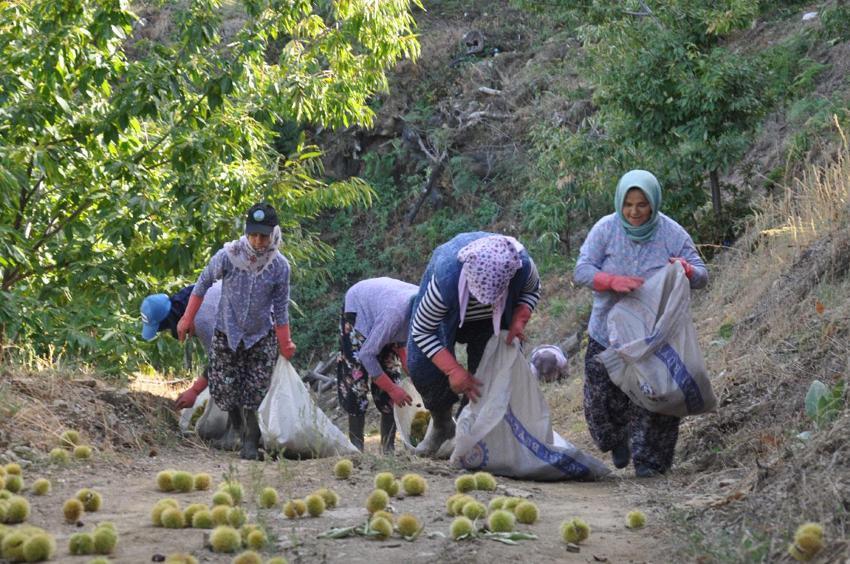Ödemiş'te 150 yıllık geleneklerle üretiliyor! Başta İtalya ve Almanya olmak üzere Orta Doğu ülkelerine gönderiliyor