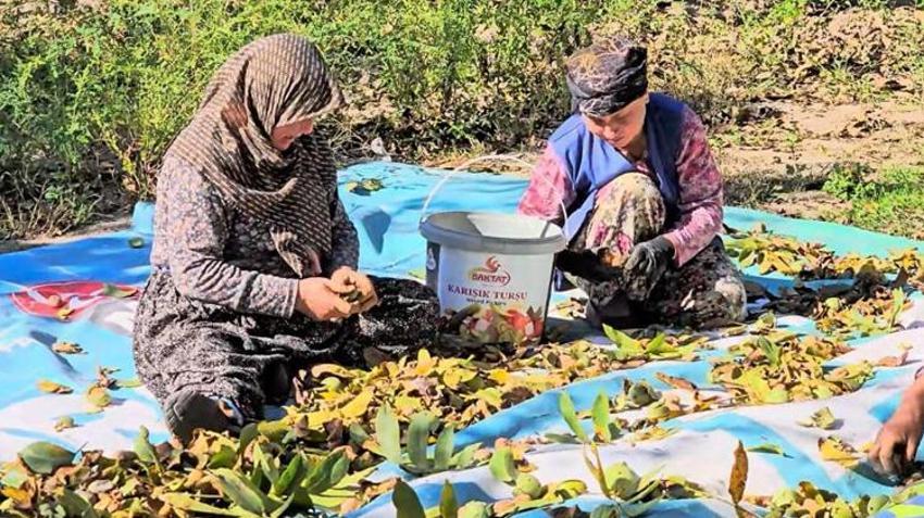 Verim beklentiyi aştı! Balıkesirli üreticinin yüzü gülüyor