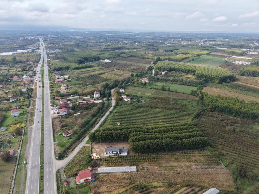 Çarşamba Ovası'nda üretim kabuk değiştirdi: Dev delta ormanlığa dönüştü, sebzenin yerini kavak ve fındık aldı!