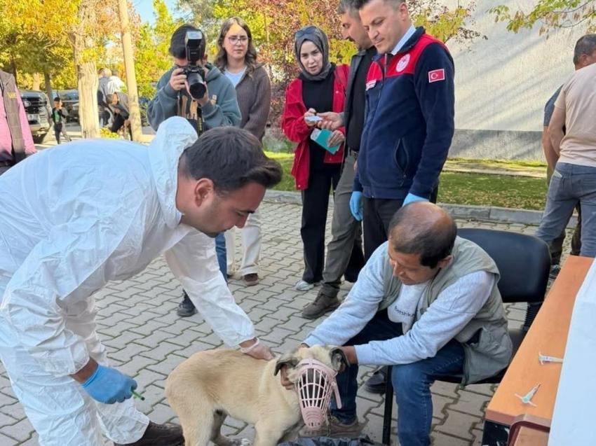 Afşin'de patili dostlara dev sağlık harekatı: 230 hayvana kuduz aşısı yapıldı!