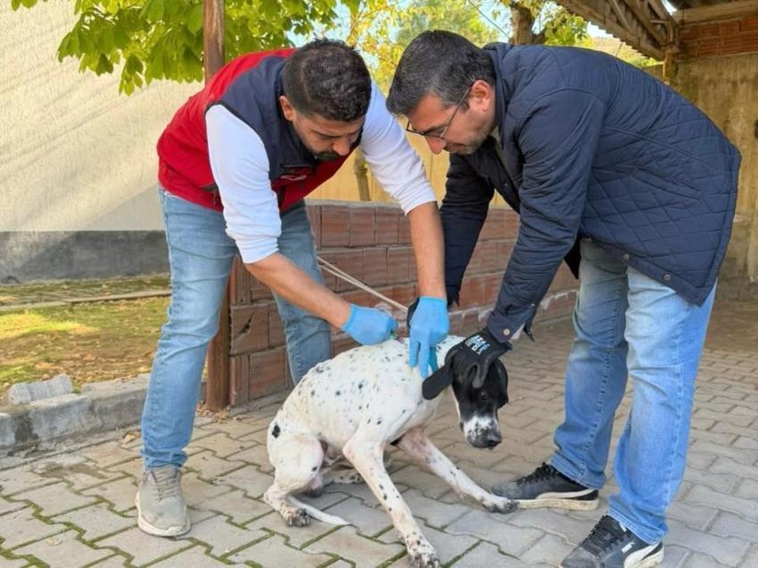 Afşin'de patili dostlara dev sağlık harekatı: 230 hayvana kuduz aşısı yapıldı!