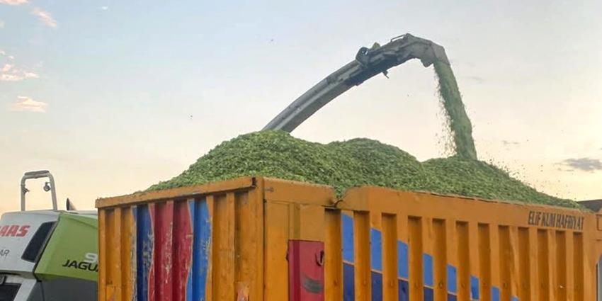 Türkiye’nin dört bir yanından talep yağıyor! Dönüm başına 5 ton verim alınıyor, Gaziantep’te hasat başladı