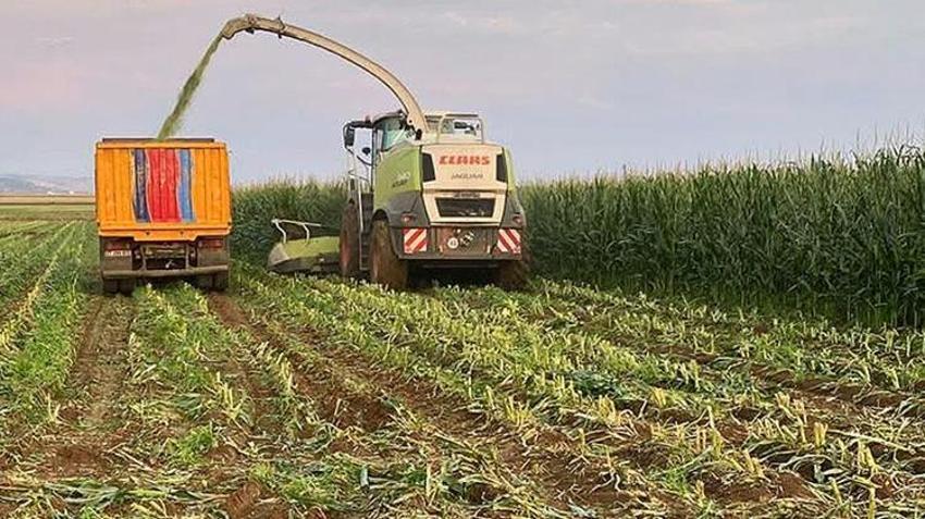 Türkiye’nin dört bir yanından talep yağıyor! Dönüm başına 5 ton verim alınıyor, Gaziantep’te hasat başladı