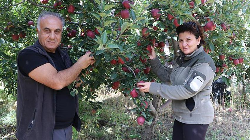 Van'da profesör çiftin 18 yıldır 60 dönümlük bahçeden dünyaya elma ihraç ediyorlar! Soğuk hava üretimi 300 tondan 50 tona düşürdü!