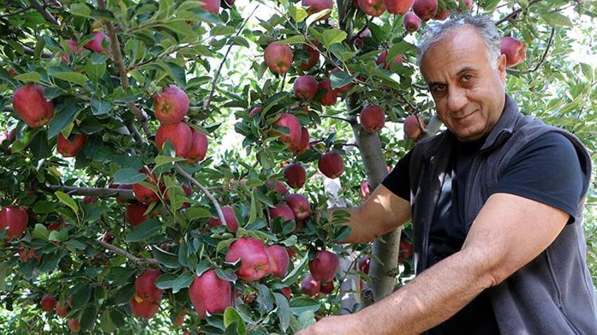 Van'da profesör çiftin 18 yıldır 60 dönümlük bahçeden dünyaya elma ihraç ediyorlar! Soğuk hava üretimi 300 tondan 50 tona düşürdü!
