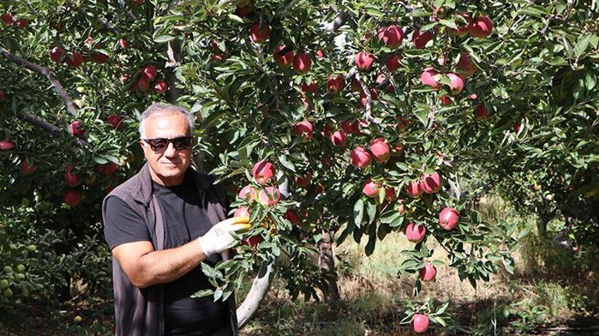 Van'da profesör çiftin 18 yıldır 60 dönümlük bahçeden dünyaya elma ihraç ediyorlar! Soğuk hava üretimi 300 tondan 50 tona düşürdü!