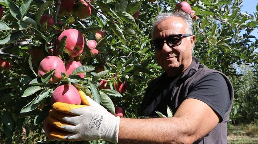 Van'da profesör çiftin 18 yıldır 60 dönümlük bahçeden dünyaya elma ihraç ediyorlar! Soğuk hava üretimi 300 tondan 50 tona düşürdü!