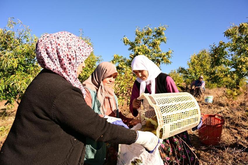 Demirci'de hasat başladı: Dağlardan toplayıp kuyulara gömüyorlar! 1100 tonluk rekolte bekleniyor, Kilosu 210 TL'den alıcı buluyor!