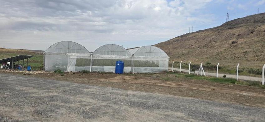 Şırnak'ta örtü altı üretime devlet desteği! Çiftçinin yüzü gülüyor, yüksek verim ve hibe takibi başladı!