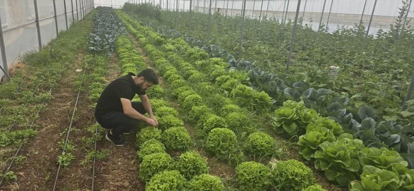 Şırnak'ta örtü altı üretime devlet desteği! Çiftçinin yüzü gülüyor, yüksek verim ve hibe takibi başladı!