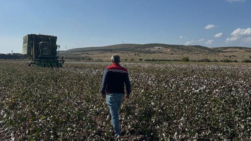 Aliağa'da beyaz altın hasadı! Üretimindeki en zorlu aşamalardan biri başladı