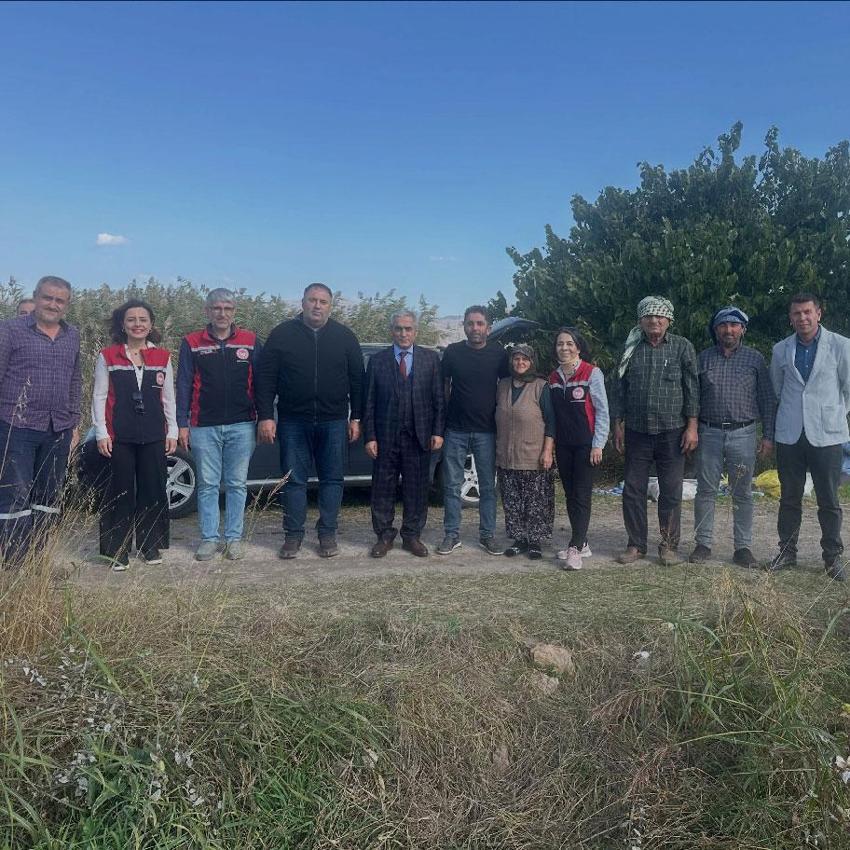 Aliağa'da beyaz altın hasadı! Üretimindeki en zorlu aşamalardan biri başladı