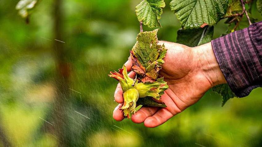 Karadeniz'de istilacı böcek kabusuna 'siber' kalkan: 'İstasyonlar sayesinde popülasyonu öğreceğiz'