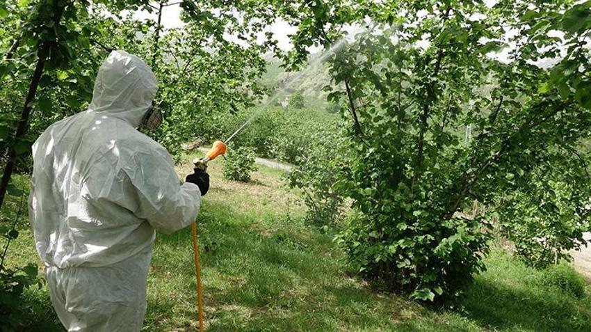 Karadeniz'de istilacı böcek kabusuna 'siber' kalkan: 'İstasyonlar sayesinde popülasyonu öğreceğiz'