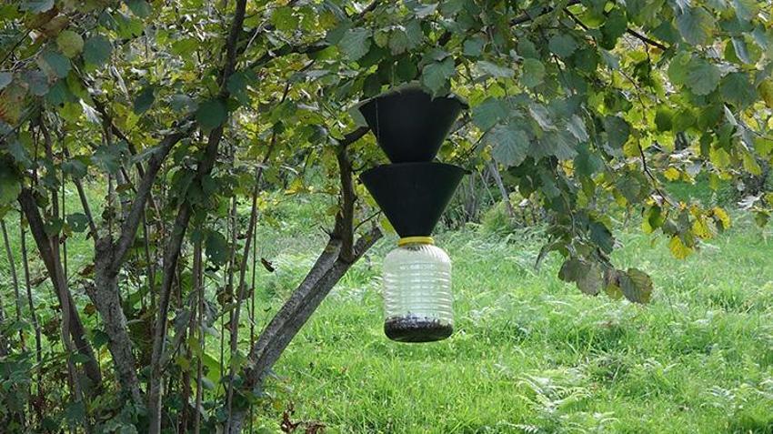 Karadeniz'de istilacı böcek kabusuna 'siber' kalkan: 'İstasyonlar sayesinde popülasyonu öğreceğiz'