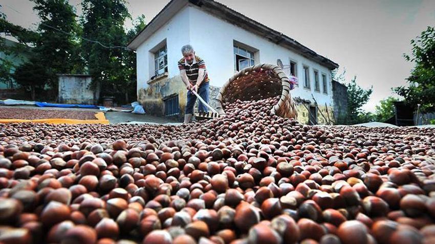 Karadeniz'de istilacı böcek kabusuna 'siber' kalkan: 'İstasyonlar sayesinde popülasyonu öğreceğiz'