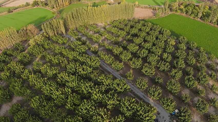 Emekli oldu, çorak araziyi servete çevirdi: 100 ağaçtan 700 ağaca ulaştı