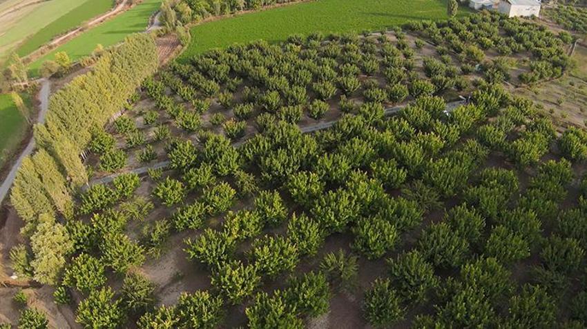 Emekli oldu, çorak araziyi servete çevirdi: 100 ağaçtan 700 ağaca ulaştı