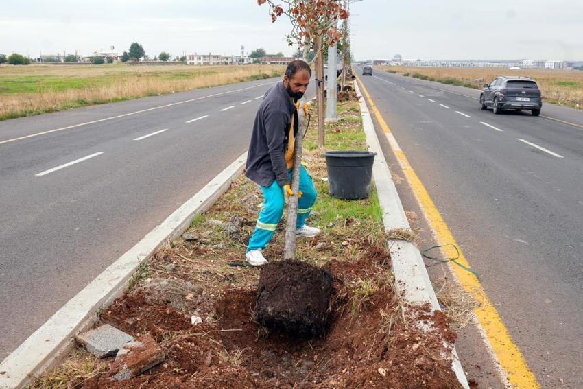 Diyarbakır'da yeşil seferberlik: 3 ayda binlerce fidan toprakla buluştu, yıl sonunda 580 bin metrekare alan yeşerecek!