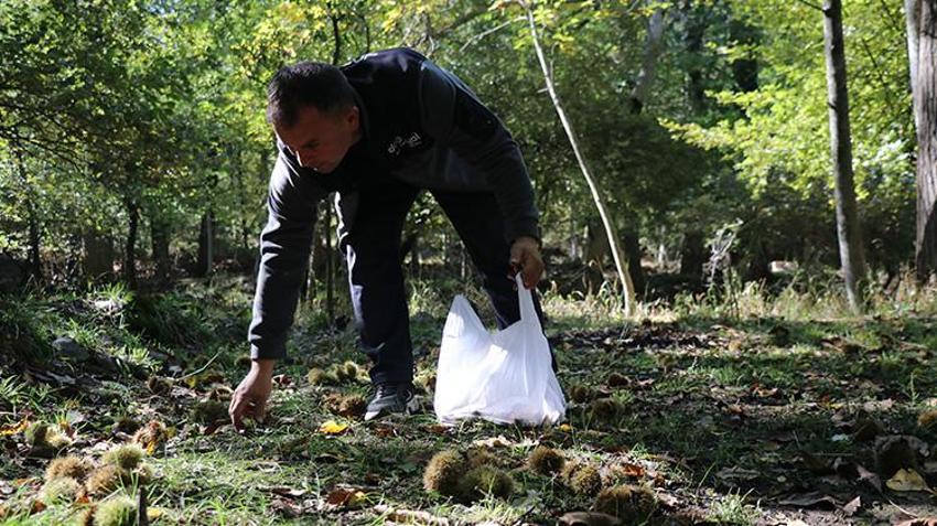 Ağaca çıkmak imkansız, dökülmesini 45 gün bekliyorlar: Sabahın ilk ışıklarıyla bahçelere akın ediyorlar!