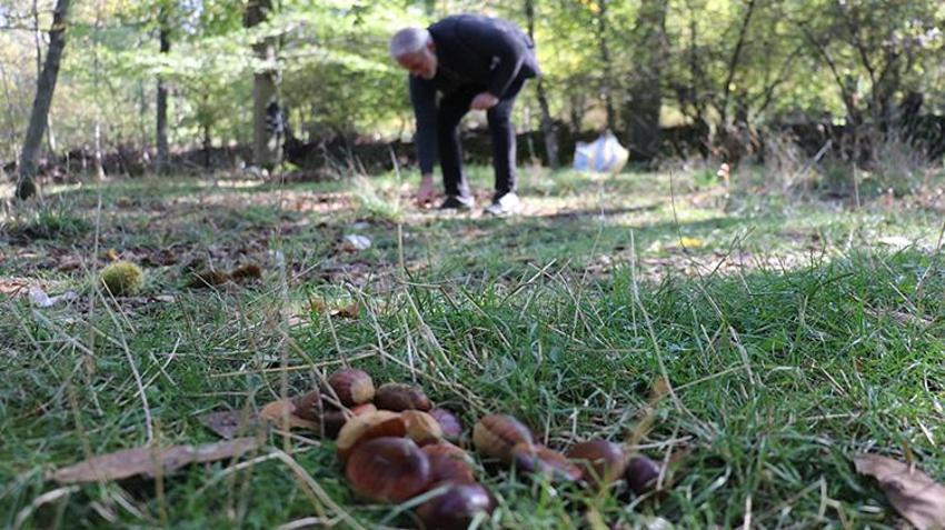Ağaca çıkmak imkansız, dökülmesini 45 gün bekliyorlar: Sabahın ilk ışıklarıyla bahçelere akın ediyorlar!