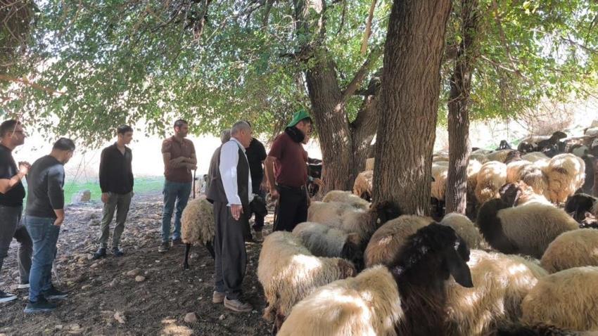 Cudi Dağı eteklerinde çobanlara uygulamalı sürü yönetimi eğitimi: Hayvan hastalıkları ve sürü sağlığı ele alınıyor