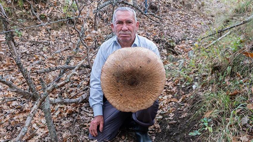 Çayır mantarı toplamaya çıktı, gözlerine inanamadı! '40 yıllık mantarcıyım, ilk kez böyle bir şey görüyorum'