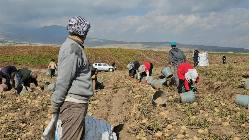 Bitlis'te hasat aralık ayına kadar sürecek! Mevsimlik işçilerin zorlu mesaisi başladı