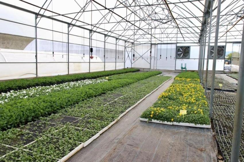 Ordu’da 550 bin çiçek için hazırlık: Kentin dört bir yanına dikilecek