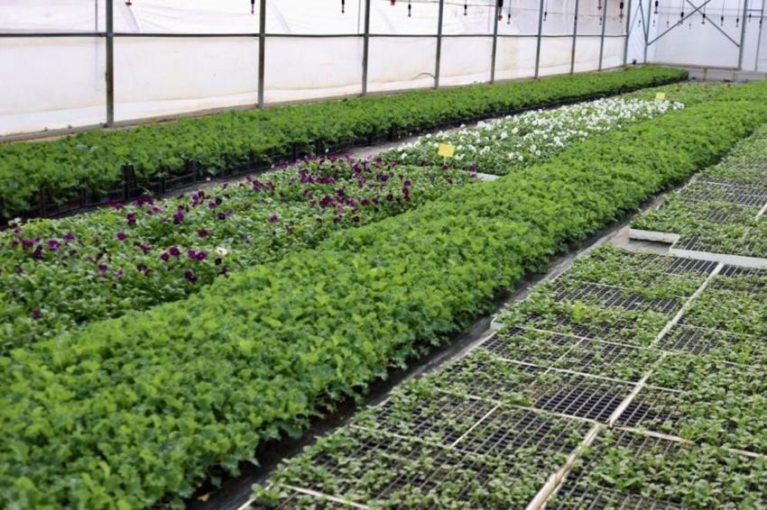 Ordu’da 550 bin çiçek için hazırlık: Kentin dört bir yanına dikilecek