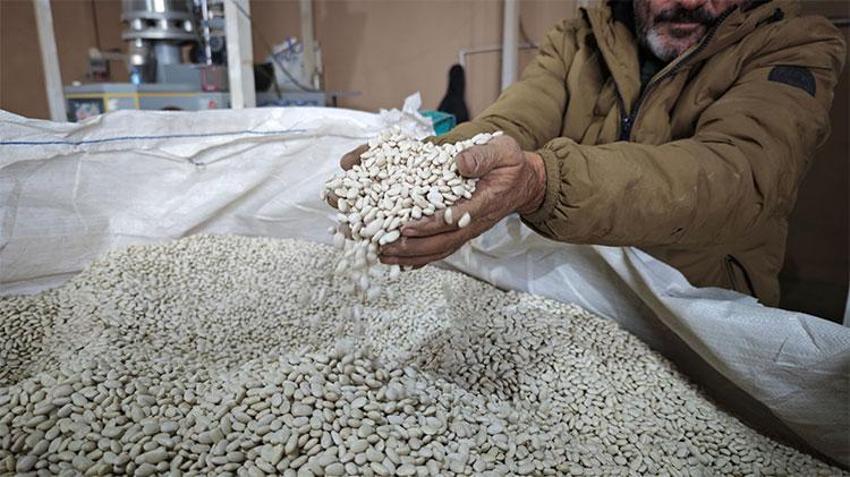Bin 800 rakımda dev sektör kuruldu! Yıllık 30 bin ton üretim yapılıyor, çok sayıda kişi için ekmek kapısı oldu
