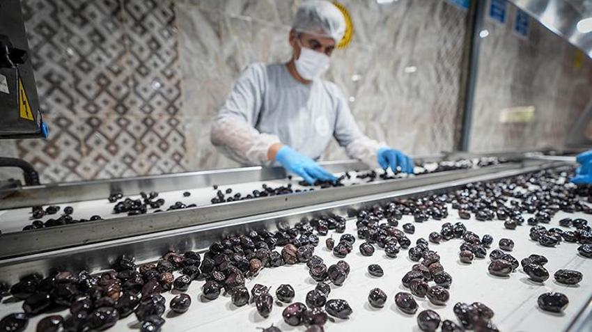 Bursa'da hükümlüler hem üretiyor hem meslek öğreniyor: Çiftçinin ürünü peşin ödemeyle alınıyor!