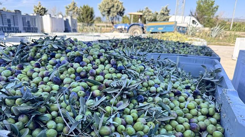 Manavgat'ta 7 asırlık mucize! Atalarından miras kaldı 200 yaşındaki ağaçlardan ödüllü zeytinyağı üretiyor!