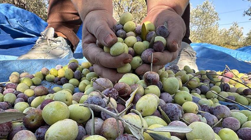 Manavgat'ta 7 asırlık mucize! Atalarından miras kaldı 200 yaşındaki ağaçlardan ödüllü zeytinyağı üretiyor!