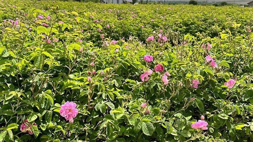 Gül üreticisine müjdeli haber! Taban fiyatı güncellendi: Ek ödeme yapılacak