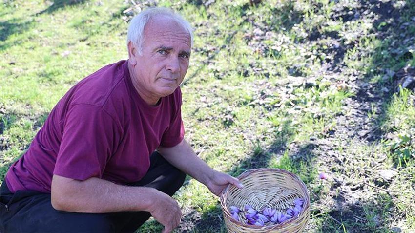 Adanalı üreticinin tarlası resmen para basıyor! Bir saksıyla başladı: Şimdi gramını 900 TL'den satıyor