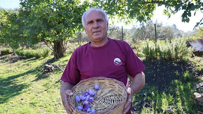 Adanalı üreticinin tarlası resmen para basıyor! Bir saksıyla başladı: Şimdi gramını 900 TL'den satıyor