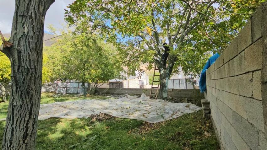 Tek bir ürün tüm ilçenin geçim kaynağı oldu! Hasat başladı: Üretici bu yıl rekor bekliyor