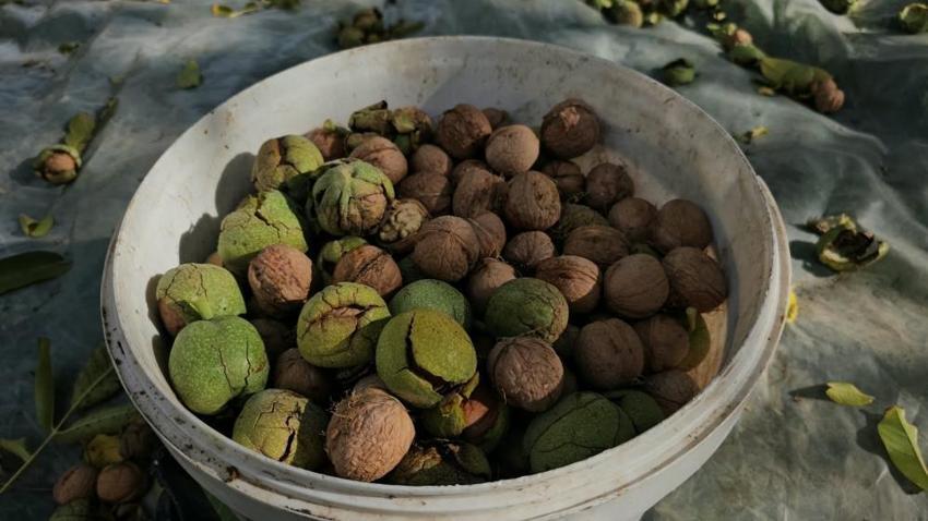 Tek bir ürün tüm ilçenin geçim kaynağı oldu! Hasat başladı: Üretici bu yıl rekor bekliyor