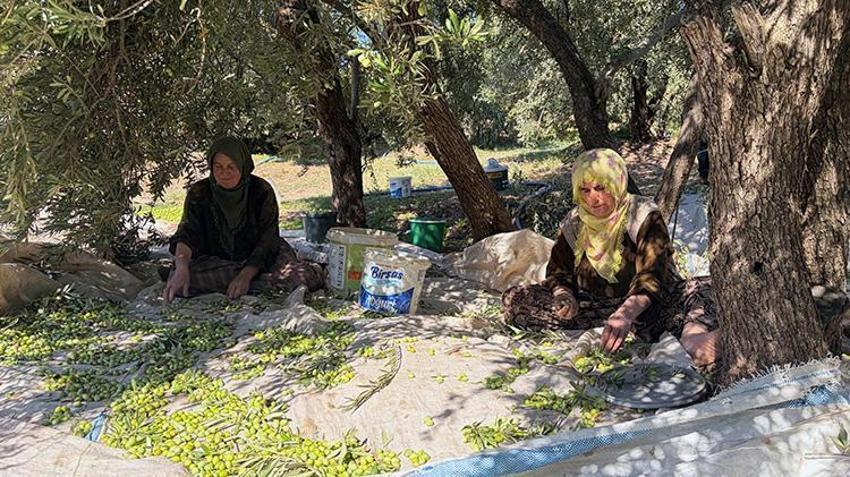 Mardin Derik'te 550 bin ağaçta dev hasat mesaisi! Türkiye'nin her yerinden sipariş yağıyor! Kilosu 400 liradan satılıyor