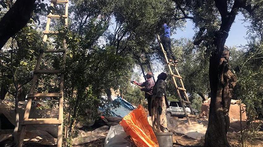 Mardin Derik'te 550 bin ağaçta dev hasat mesaisi! Türkiye'nin her yerinden sipariş yağıyor! Kilosu 400 liradan satılıyor