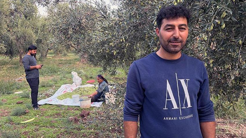 Mardin Derik'te 550 bin ağaçta dev hasat mesaisi! Türkiye'nin her yerinden sipariş yağıyor! Kilosu 400 liradan satılıyor