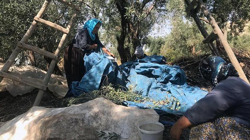 Mardin Derik'te 550 bin ağaçta dev hasat mesaisi! Türkiye'nin her yerinden sipariş yağıyor! Kilosu 400 liradan satılıyor