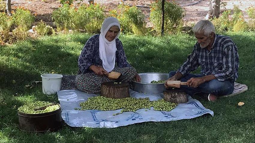 Mardin Derik'te 550 bin ağaçta dev hasat mesaisi! Türkiye'nin her yerinden sipariş yağıyor! Kilosu 400 liradan satılıyor
