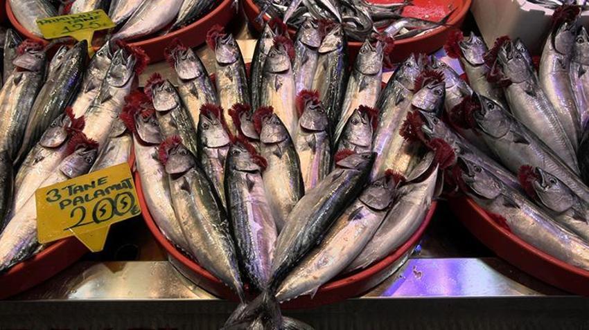 Palamut gidiyor, hamsi geliyor! Karadeniz'de balık sezonunda yeni dönem başladı