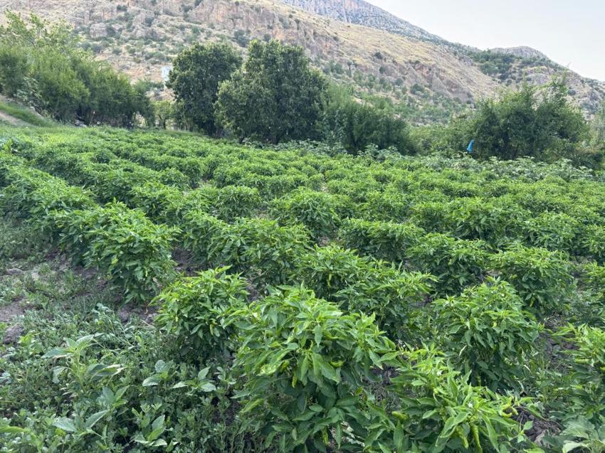 Diyarbakır'da bunu yemeden sofraya oturmuyorlar! Gurbetçiler bavul bavul taşıyor: Yağışlar başladı, son ürünler toplanıyor