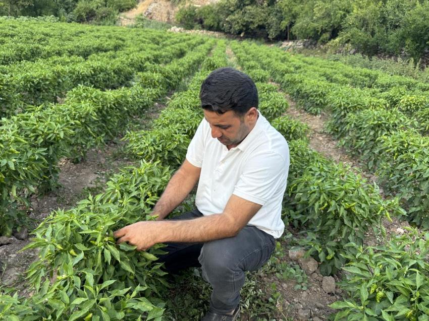 Diyarbakır'da bunu yemeden sofraya oturmuyorlar! Gurbetçiler bavul bavul taşıyor: Yağışlar başladı, son ürünler toplanıyor