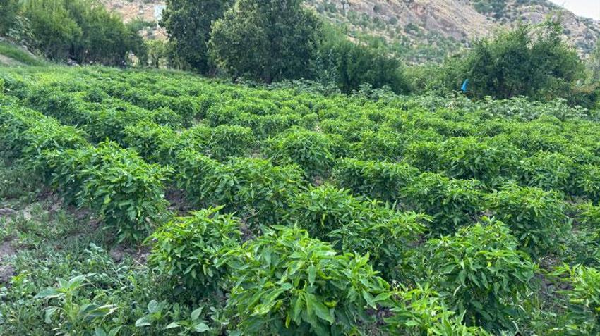 Diyarbakır’ın coğrafi tescilli ürünü Çermik biberinde son hasat dönemi