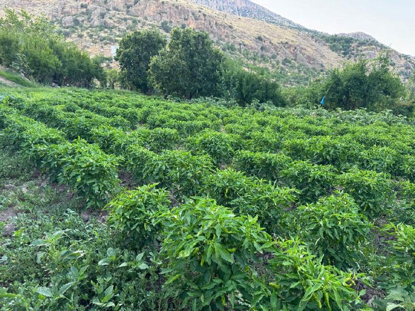 Diyarbakır’ın coğrafi tescilli ürünü Çermik biberinde son hasat dönemi